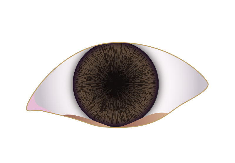 結膜弛緩症の手術 立川 先進医療認定 スガモト眼科 白内障手術 硝子体手術 眼瞼下垂手術 加齢黄斑変性の治療 日帰り手術